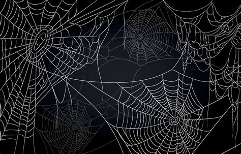 spider web background|free image of spider web.